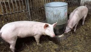 Ferienwohnung Örgenbauer