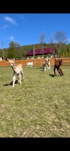 Apartamenty Leśniczówka Salamandra