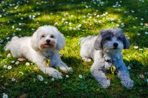 Palm Beach Waiheke Tranquil B&B