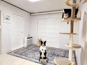 Ilbo Stay Seoul Homestay with Dog & Cat