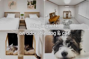 Ilbo Stay Seoul Homestay with Dog & Cat