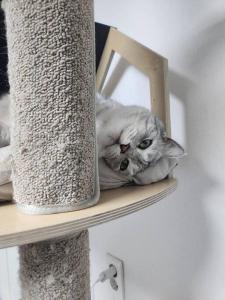 Ilbo Stay Seoul Homestay with Dog & Cat