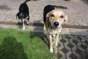 Frenkcottage 5 KM FROM THE AIRPORT- FREE TRANSPORTATION TO THE AIRPORT 