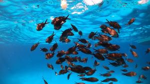 Dommu de Nannai Moro: Camera con bagno e balcone img22