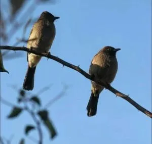 Residence atlas golf resort - Sfiani