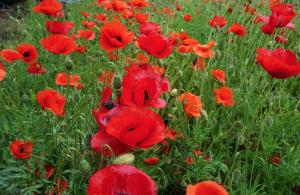 Casuta Artar - Therme & Aeroport Otopeni