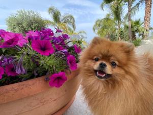 Alla villa di Angelo