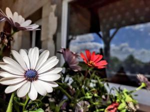 Maisons de vacances 