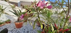 Villetta Lorena a Mancaversa - 皮佐