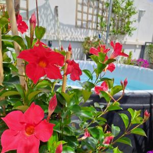 B&B / Chambres d'hotes Le Petit Patio : photos des chambres