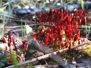 B&B / Chambres d'hotes Chambre d'hotes chez Maguy B-Villa Makeire : photos des chambres