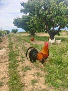Maisons de vacances Gite les Caunes : photos des chambres
