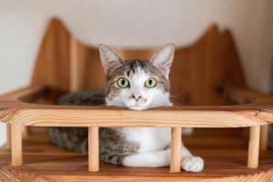 ねこ蔵の宿 飛騨