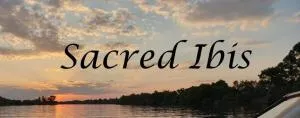Sacred Ibis - Heilbron