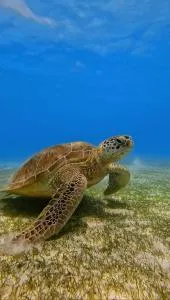 Suvaasa Inn - Hangnaameedhoo