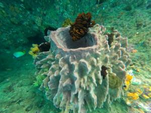 Snonbepur homestay Raja Ampat