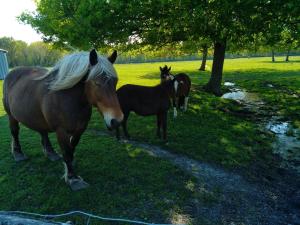 Appartements eco nature, gite a la ferme : photos des chambres
