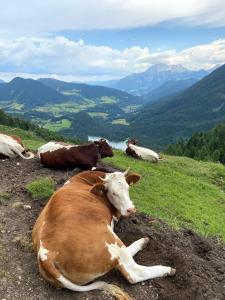 Ferienwohnung Gipfelblick