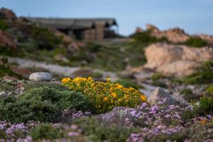 Namaqua Flowers Beach Camp