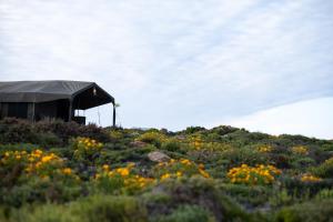 Namaqua Flowers Beach Camp
