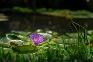 Jardines Secretos