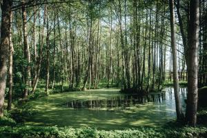 NEMIRSETA FOREST Apartments