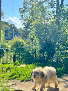 Dacha PODOBOVETS 127