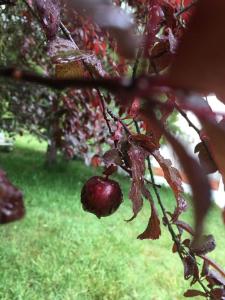 70s Beach villa with garden at 400m from the beach
