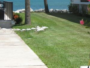 Oceanfront bliss, heated pool & beach #31