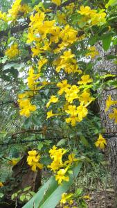 Olive Green Villa in Negombo for Airport Transit