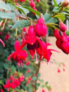 Olive Green Villa in Negombo for Airport Transit