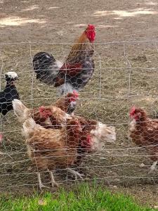 Appartements VANNES STUDIO RECENT AU CALME : photos des chambres