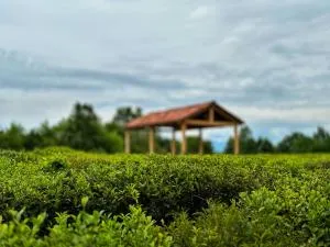 Tea Gezruli - Tsʼkhratsqaro