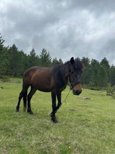 3 VELLEZERIT DOCI GUEST HOUSE