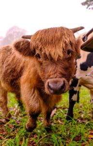 Fiery, cozy starry nights - Farm stay!