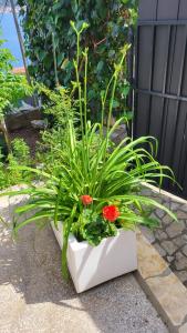Apartmani Križanac 