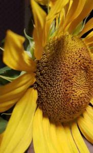 Appartements Charmant appartement Soleil du matin et PARKING GRATUIT : photos des chambres