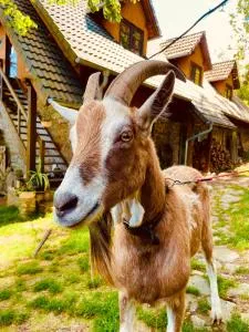 Galeria Kozia Szyja - Kopaniec