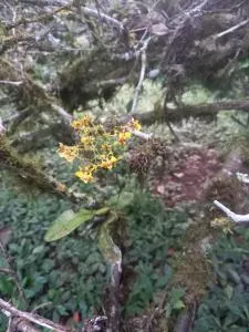 Magnolia - García Moreno