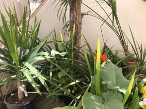 TRIANA_Villa in Palma city with private pool - ETV10914