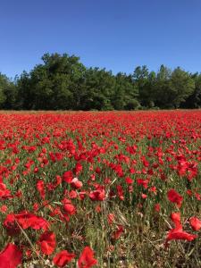 B&B / Chambres d'hotes Chateau d Artigues en Provence : photos des chambres