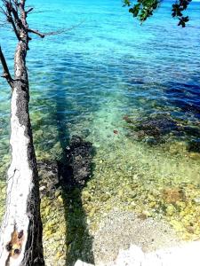 treehouse above the beach
