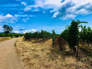 Appartements Appartement Les Vendanges Parking prive Gites1596 : photos des chambres