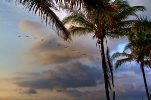 Casa Palmeras Isla Portete
