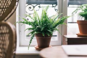 Appartements Appartement boheme et cosy au coeur de Lille : photos des chambres