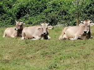 Agriturismo La Betulla