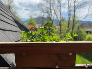 Apartamenty u Giewonta