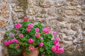 Ideal Property Mallorca - Son Paulo