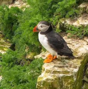 Trinket - The Cliff Top Cottage - Sewerby
