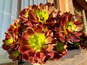 Appartements Villa les Alizes : photos des chambres